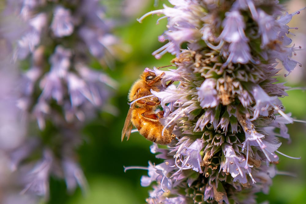 Bee on a purple hyacinth