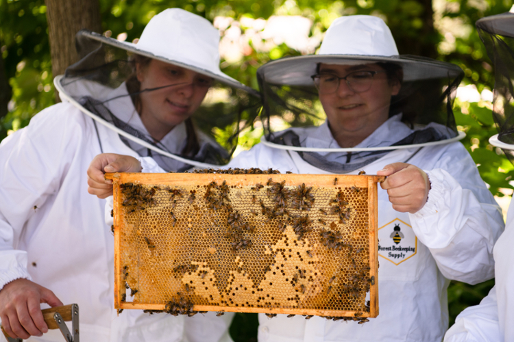 Students harvest honey from a bees in the Alliance Gardens